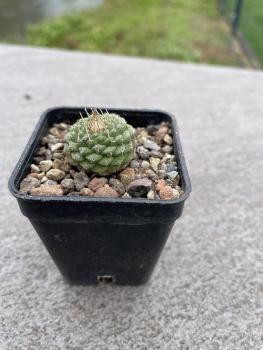 Strombocactus disciformis